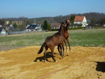 Fertiger Reitplatz mit Paddockplatten ohne Unterbau