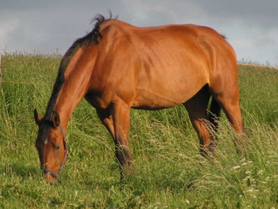 Pferd auf Koppel