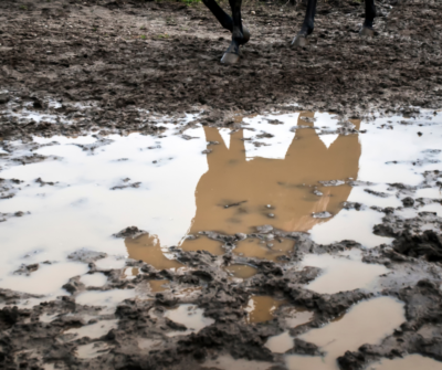 Klimafreundliche Lösungen bei novus   – Teil 3: Wasserregulierung für langlebige Böden