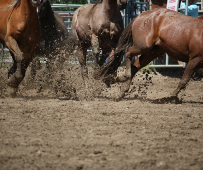 Effektiver Schutz vor Schlamm und Matsch auf Paddocks: Tipps und Lösungen